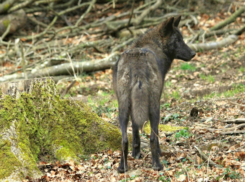 Der Timberwolf - Der Jäger aus den Rocky Mountains - CALVENDO Foto-Puzzle'