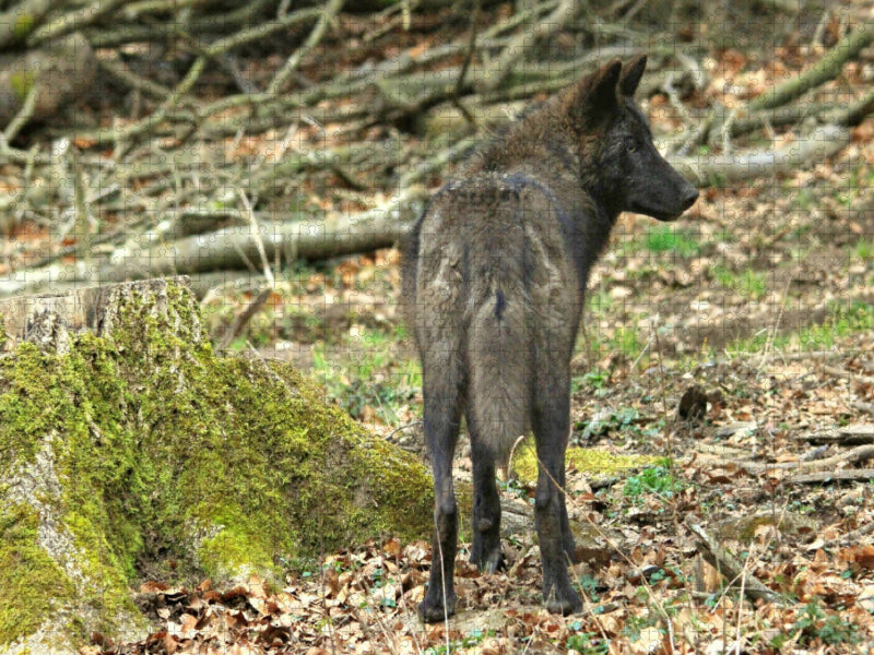 Der Timberwolf - Der Jäger aus den Rocky Mountains - CALVENDO Foto-Puzzle'