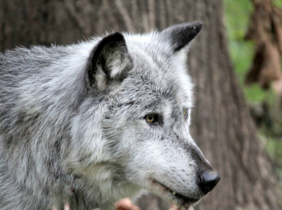 Der Timberwolf - Der Jäger aus den Rocky Mountains - CALVENDO Foto-Puzzle'