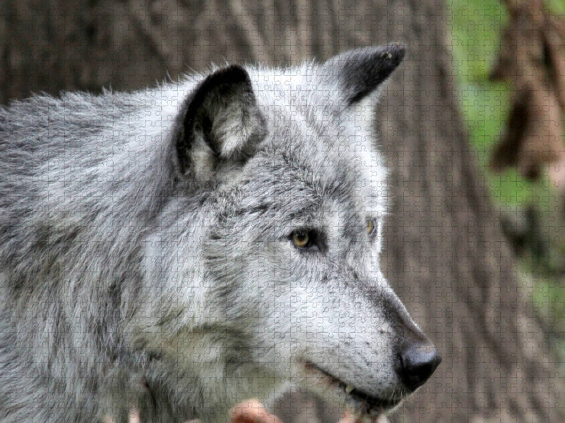 Der Timberwolf - Der Jäger aus den Rocky Mountains - CALVENDO Foto-Puzzle'