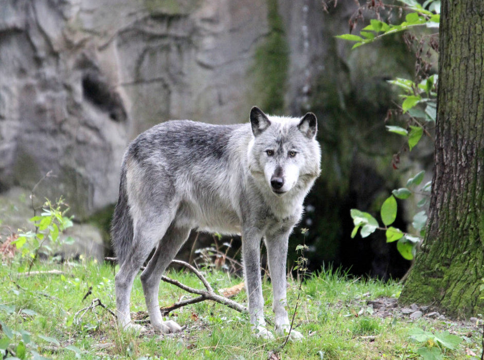 Der Timberwolf - Der Jäger aus den Rocky Mountains - CALVENDO Foto-Puzzle'