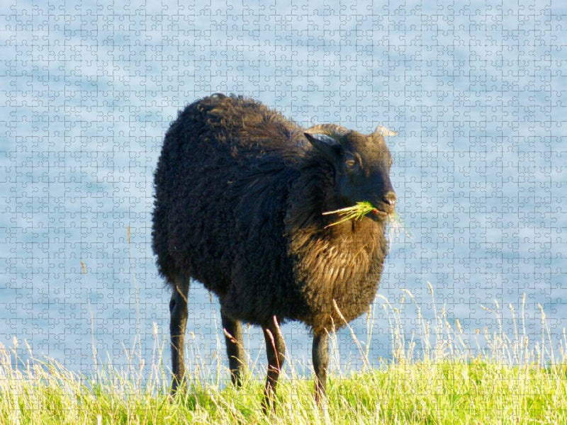Schwarzes Schaf auf Helgoland - CALVENDO Foto-Puzzle'