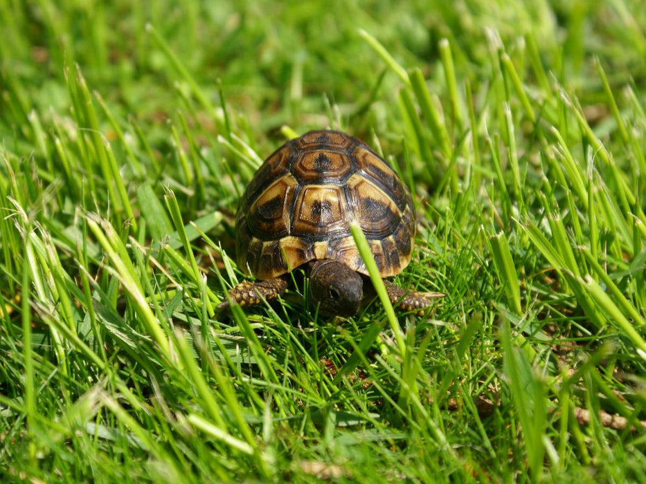 Griechisches Landschildkröten Baby auf der Wiese - CALVENDO Foto-Puzzle'