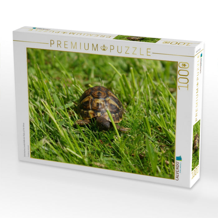 Griechisches Landschildkröten Baby auf der Wiese - CALVENDO Foto-Puzzle'