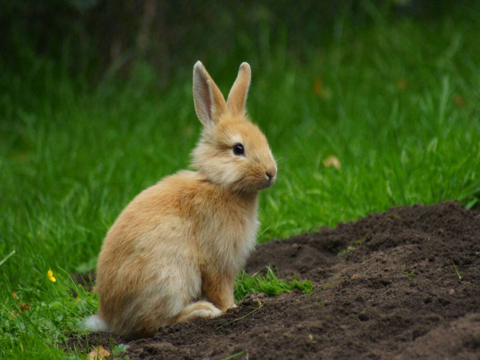 Liebenswertes Zwergkaninchen - CALVENDO Foto-Puzzle'