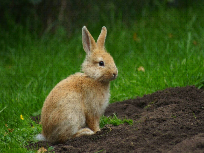 Liebenswertes Zwergkaninchen - CALVENDO Foto-Puzzle'