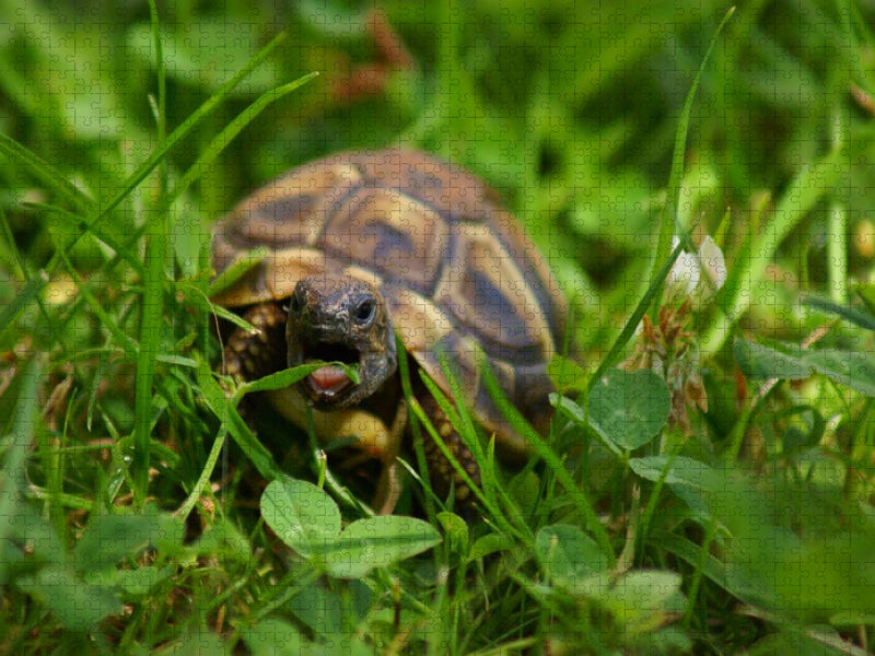 Schildkröten Dinner - CALVENDO Foto-Puzzle'