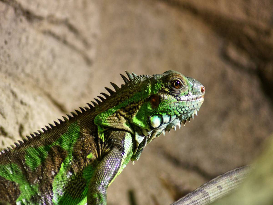 Grüner Leguan - CALVENDO Foto-Puzzle'