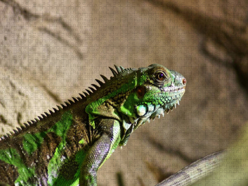 Grüner Leguan - CALVENDO Foto-Puzzle'