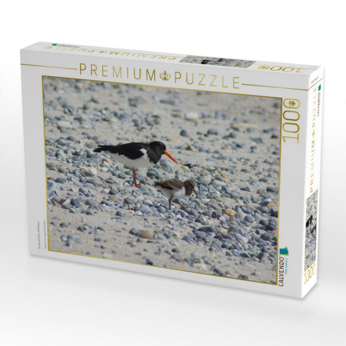 Austernfischer mit Küken - CALVENDO Foto-Puzzle'