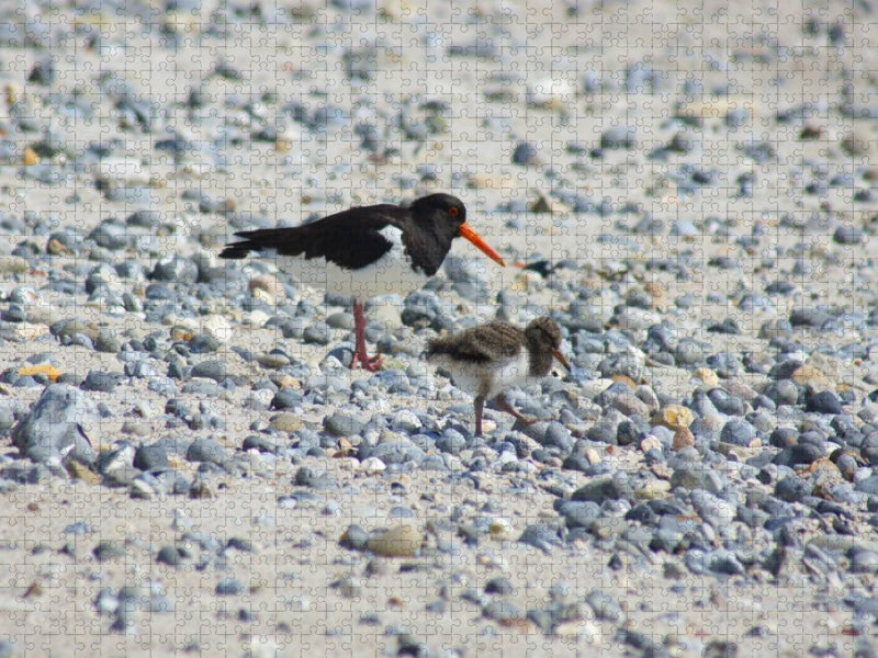 Austernfischer mit Küken - CALVENDO Foto-Puzzle'