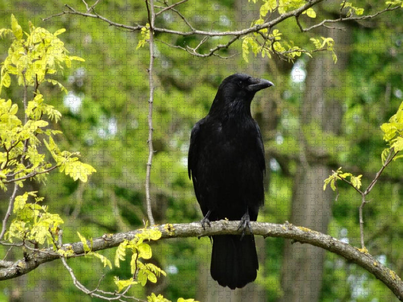 Rabe im Baum - CALVENDO Foto-Puzzle'