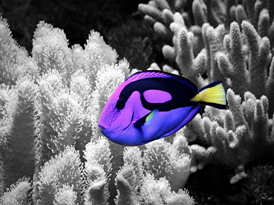 Paletten Doktorfisch, Paracanthurus hepatus - CALVENDO Foto-Puzzle'