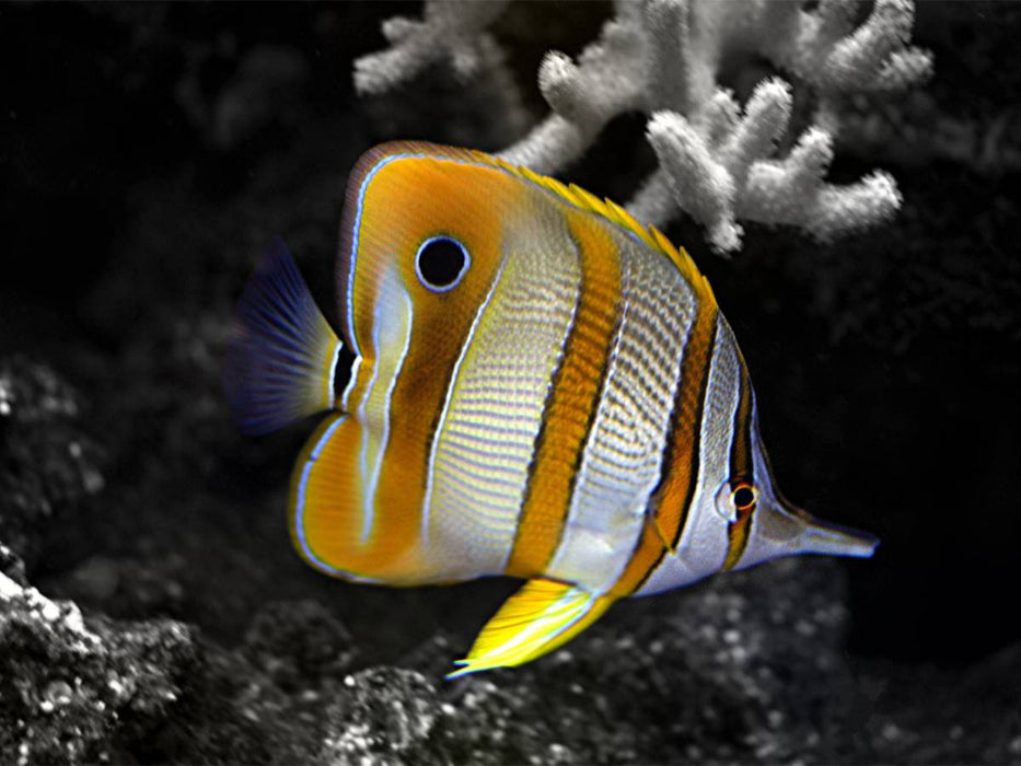 Kupferstreifen Pinzettfisch, Chelmon rostratus - CALVENDO Foto-Puzzle'