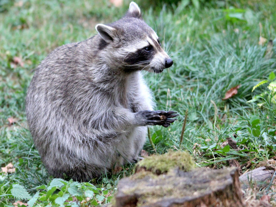 Der Waschbär - Der Maskenträger in unseren Wäldern - CALVENDO Foto-Puzzle'