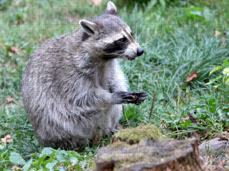 Der Waschbär - Der Maskenträger in unseren Wäldern - CALVENDO Foto-Puzzle'