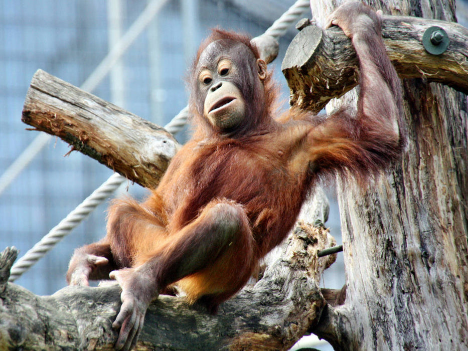 Orang Utan-Heute mal chillen - CALVENDO Foto-Puzzle'