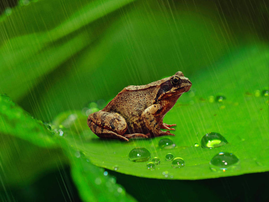 Grasfrosch - CALVENDO Foto-Puzzle'