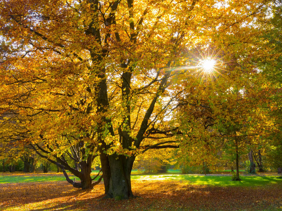 Arbre d'automne dans la rue du printemps - Puzzle photo CALVENDO 