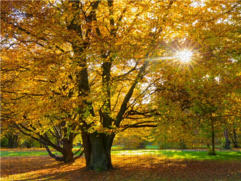 Autumn tree on the spring street - CALVENDO photo puzzle 