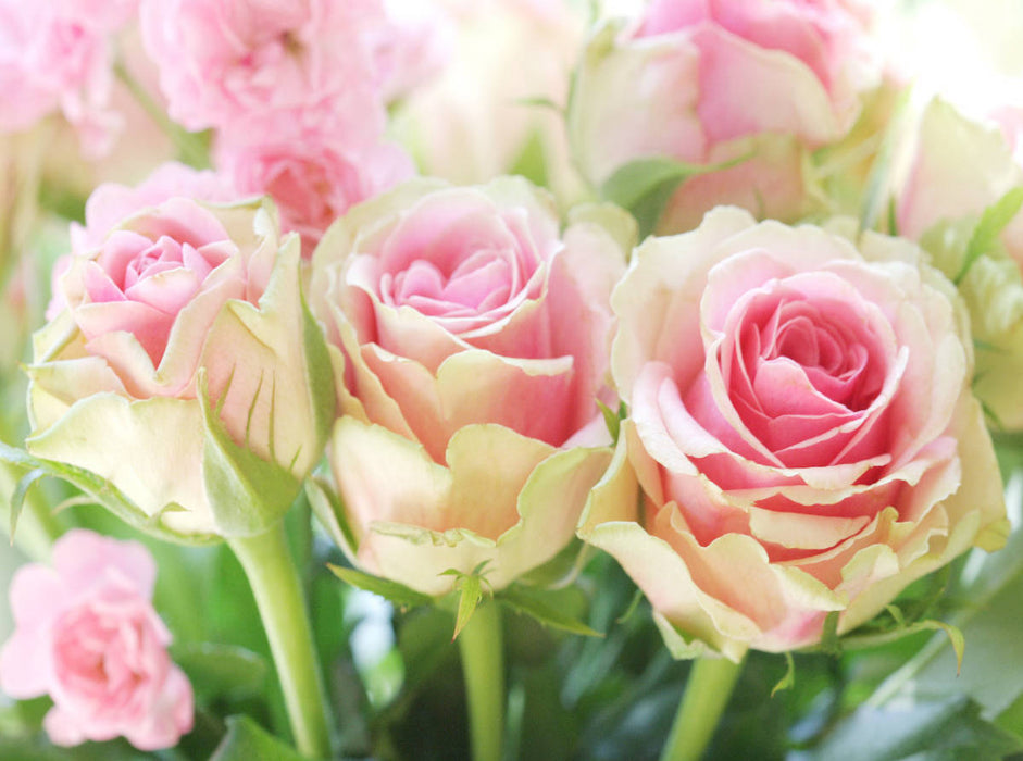 Rosa Rosen - CALVENDO Foto-Puzzle'