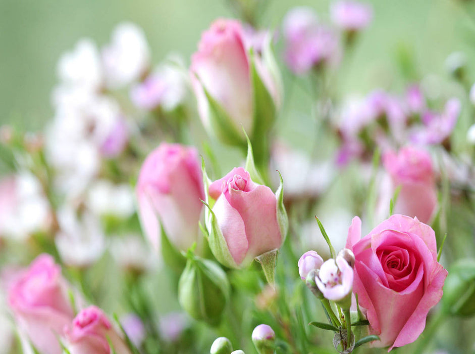 Rosen mit Wachsblumen - CALVENDO Foto-Puzzle'