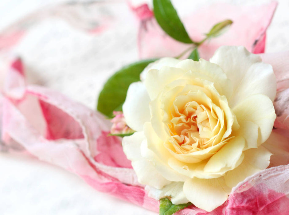 Hellgelbe Rose - CALVENDO Foto-Puzzle'