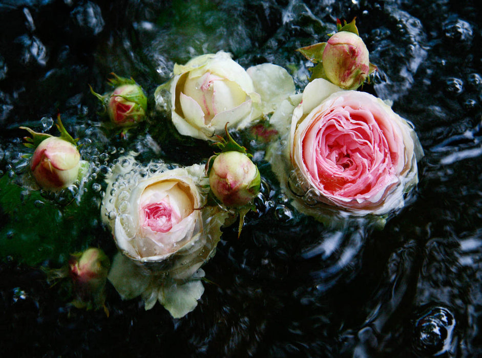 Rosen - CALVENDO Foto-Puzzle'