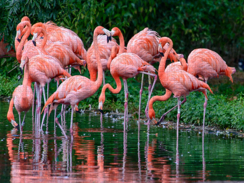 Rosa Flamingo - CALVENDO Foto-Puzzle'
