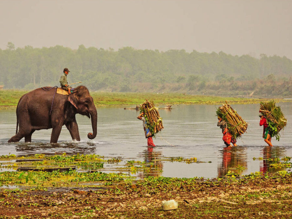 Abendliche Heimkehr im Chitwan Nationalpark 1000 Teile Puzzle quer - CALVENDO Foto-Puzzle'