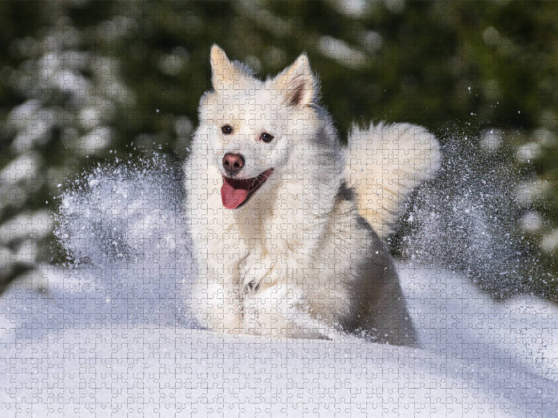 Mein Islandhund Djarfur (4) - CALVENDO Foto-Puzzle'