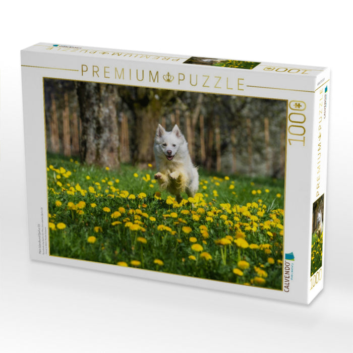 Mein Islandhund Djarfur (3) - CALVENDO Foto-Puzzle'
