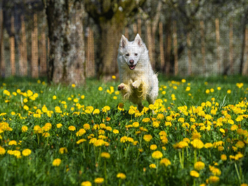 Mein Islandhund Djarfur (3) - CALVENDO Foto-Puzzle'