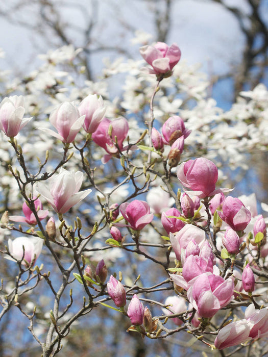 Magnolienblüten - CALVENDO Foto-Puzzle'