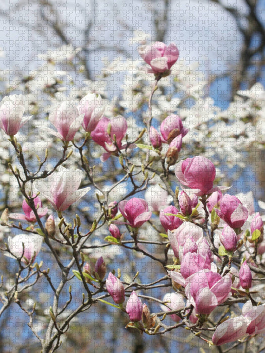 Magnolienblüten - CALVENDO Foto-Puzzle'