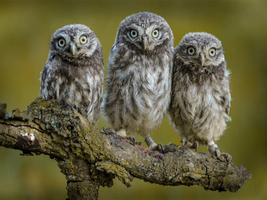 Ein Motiv aus dem Kalender Steinkäuze (Athene noctua) - CALVENDO Foto-Puzzle'