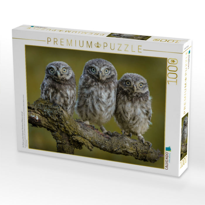 Ein Motiv aus dem Kalender Steinkäuze (Athene noctua) - CALVENDO Foto-Puzzle'