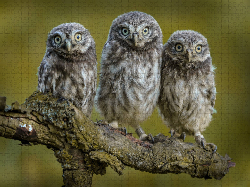 Ein Motiv aus dem Kalender Steinkäuze (Athene noctua) - CALVENDO Foto-Puzzle'