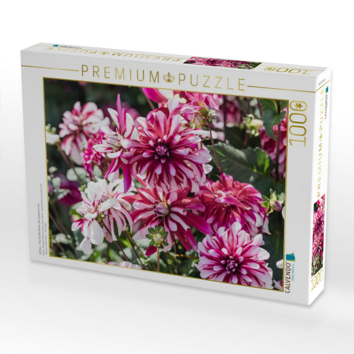Dahlien - Prachtvolle Blüten des Spätsommers - CALVENDO Foto-Puzzle'