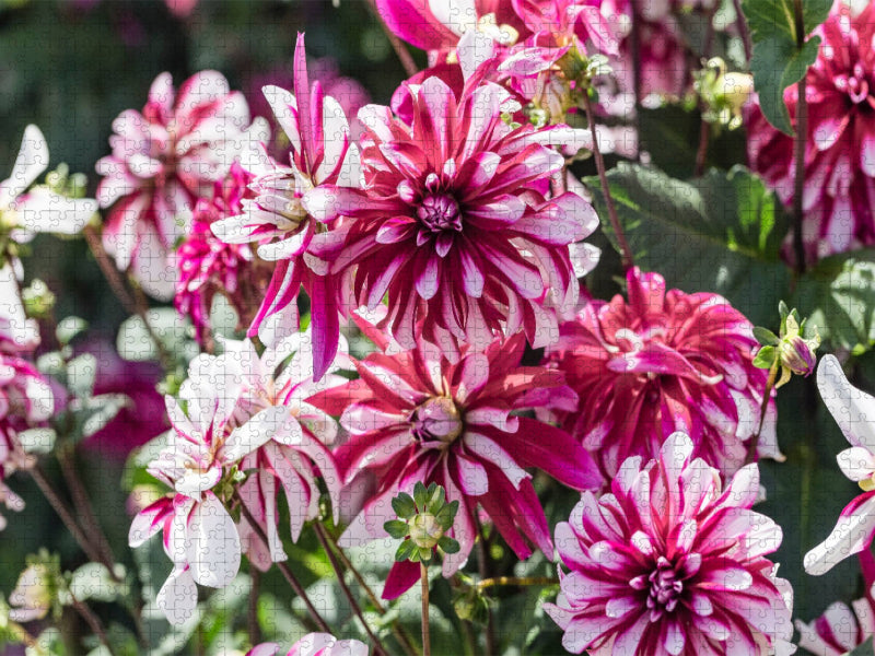 Dahlien - Prachtvolle Blüten des Spätsommers - CALVENDO Foto-Puzzle'