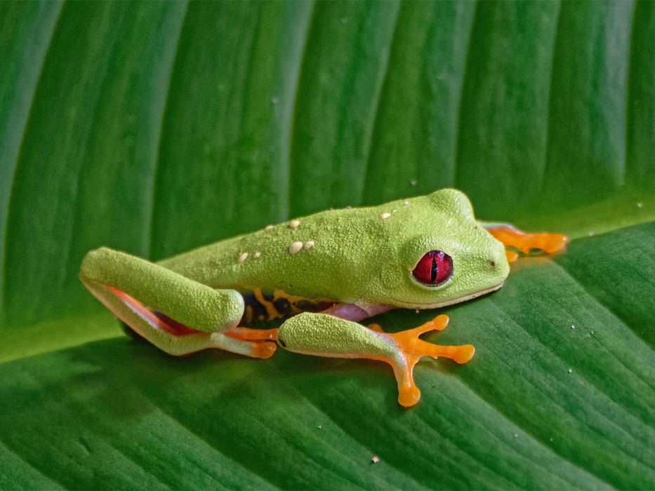 Rotaugenlaubfrosch - CALVENDO Foto-Puzzle'