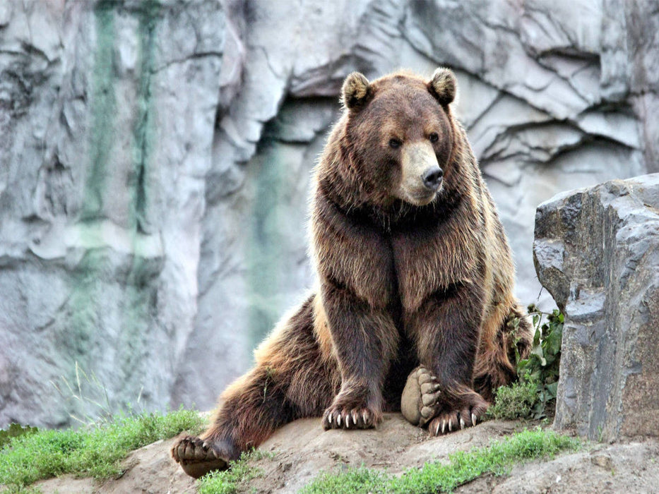 Der Kamtschatka-Braunbär - CALVENDO Foto-Puzzle'