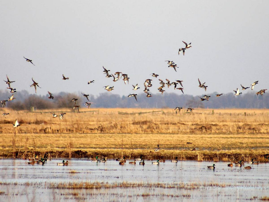 Entenflug im Teufelsmoor - CALVENDO Foto-Puzzle'
