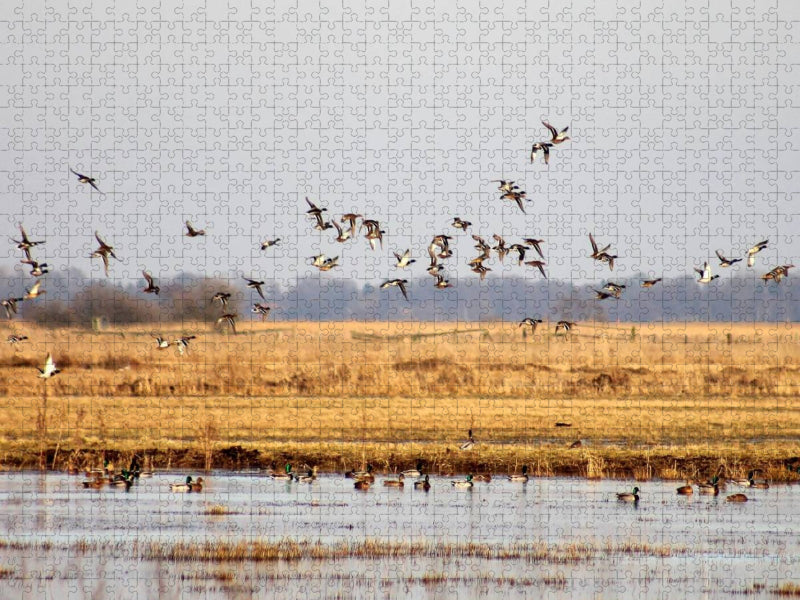 Entenflug im Teufelsmoor - CALVENDO Foto-Puzzle'