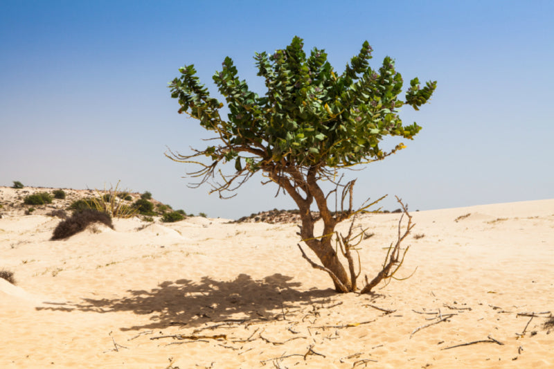 Premium Textil-Leinwand Baum in der Wüste - Boa Vista