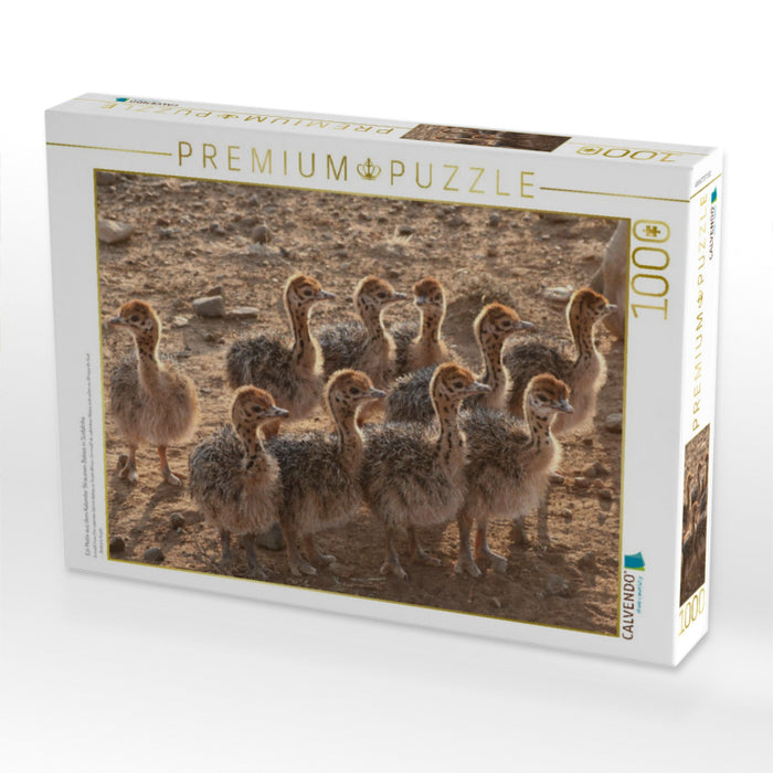 Ein Motiv aus dem Kalender Straussen Babies in Südafrika - CALVENDO Foto-Puzzle'