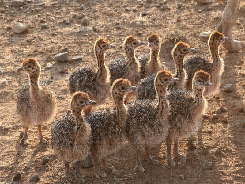 Ein Motiv aus dem Kalender Straussen Babies in Südafrika - CALVENDO Foto-Puzzle'