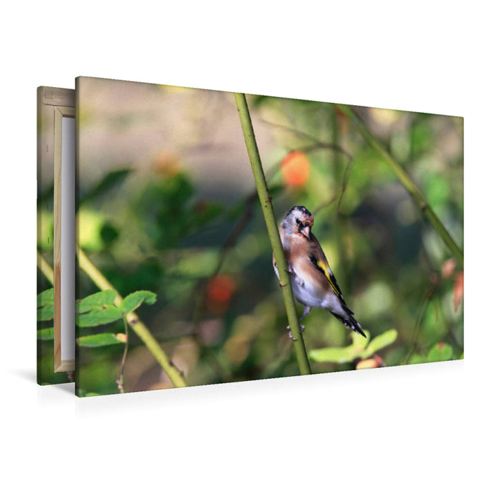 Premium Textil-Leinwand Junger Distelfink