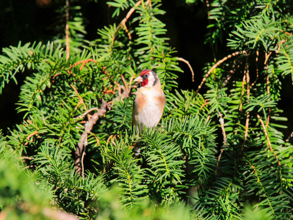 Chardonneret dans un conifère - Puzzle photo CALVENDO 