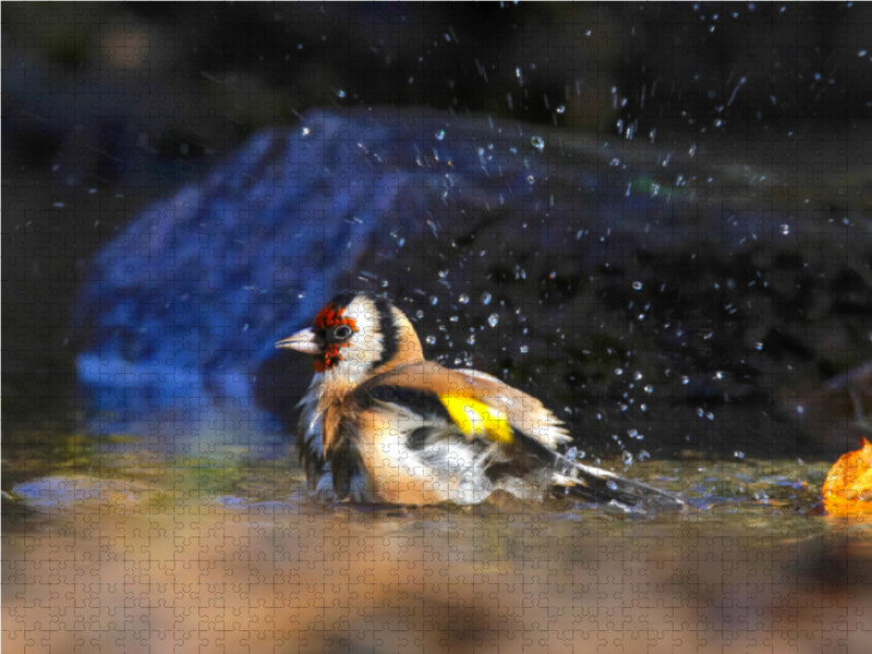 Distelfink beim Baden 1000 Teile Puzzle quer - CALVENDO Foto-Puzzle'